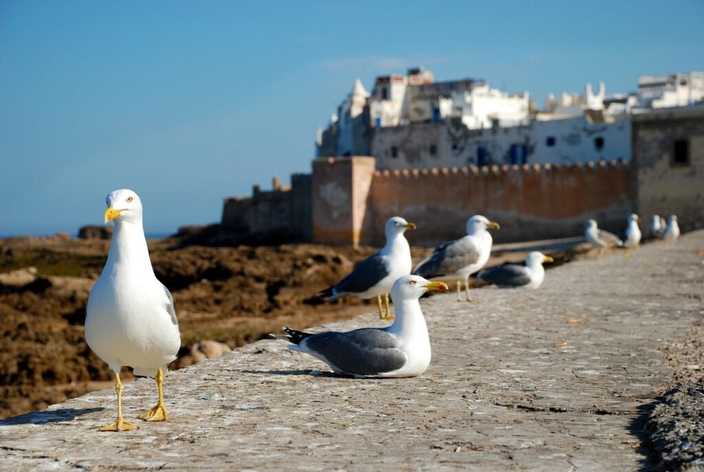 essaouira, morocco, africa, costa, sea, seagull, travel, essaouira, essaouira, essaouira, essaouira, nature, essaouira, morocco, morocco, morocco